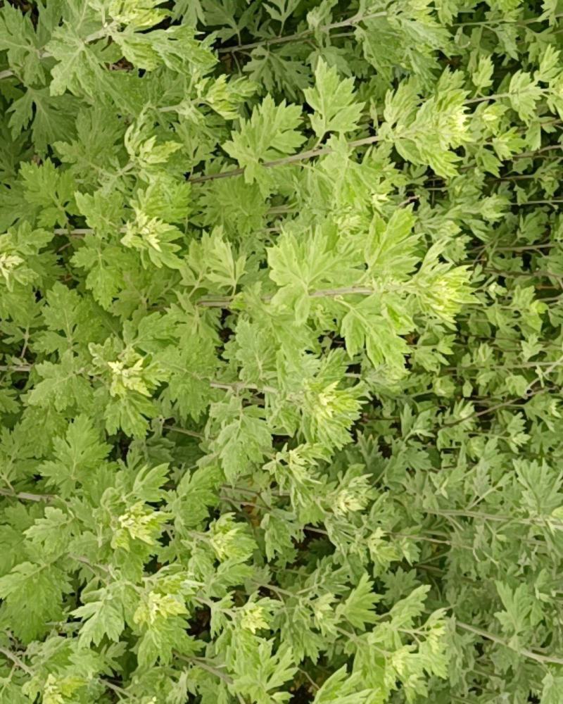 艾草