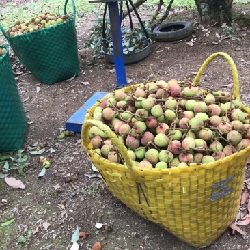 广西灵山三月红荔枝酸甜口味应季新鲜水果产地发货