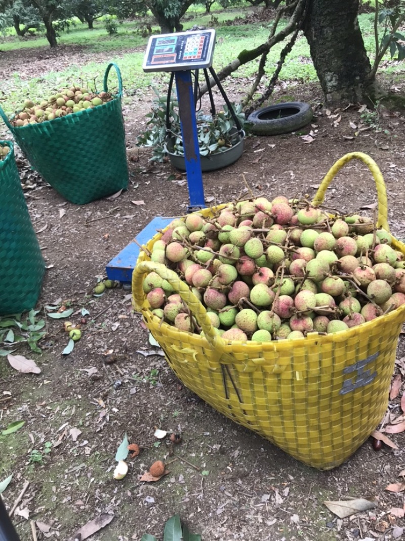 广西灵山三月红荔枝酸甜口味应季新鲜水果产地发货