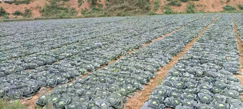 精品甘蓝