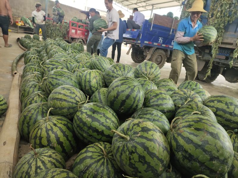 云南露天西瓜大量上市中