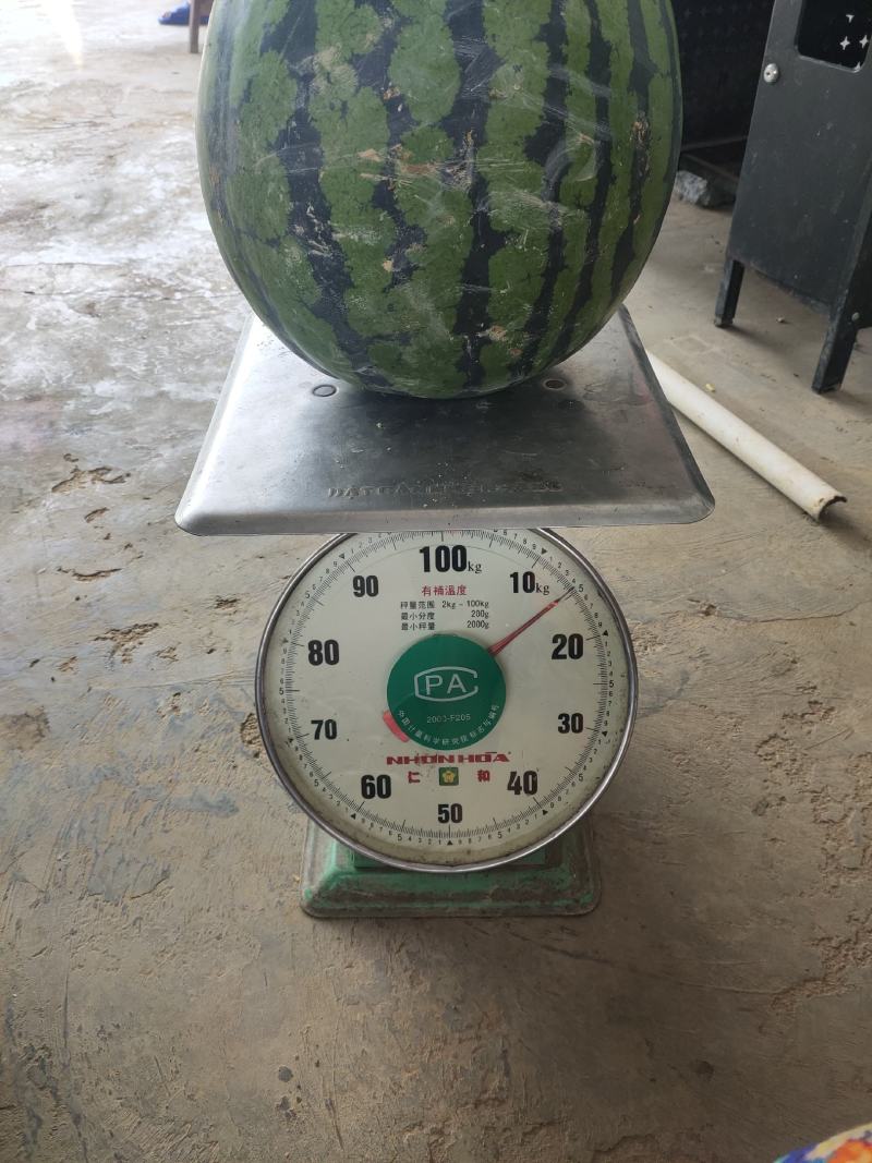 云南露天西瓜大量上市中
