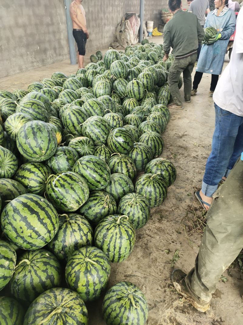 云南露天西瓜大量上市中