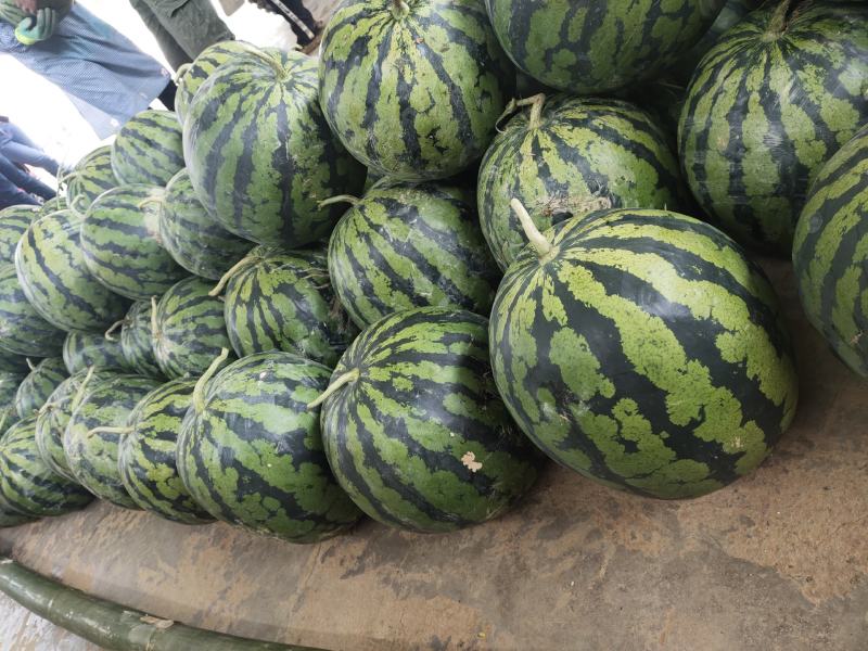 云南露天西瓜大量上市中