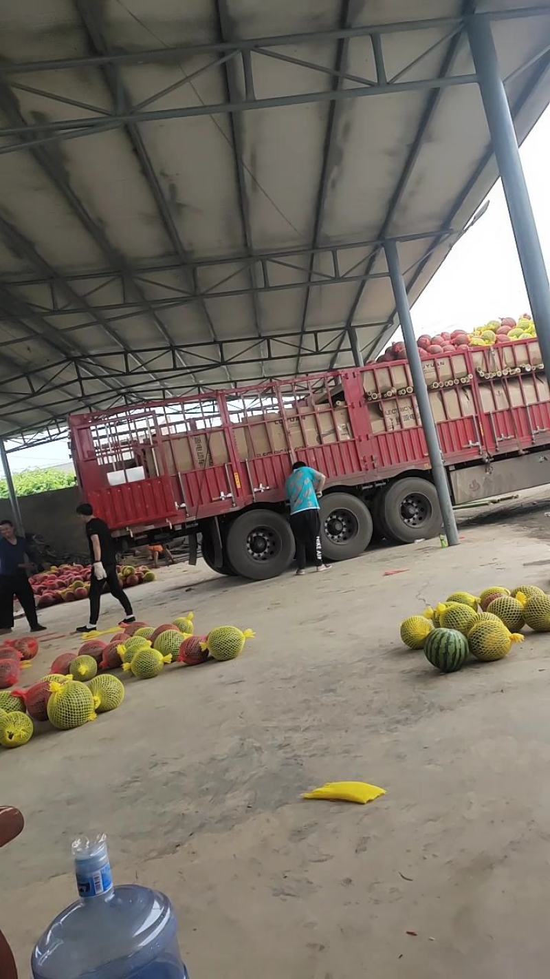 云南露天西瓜大量上市中
