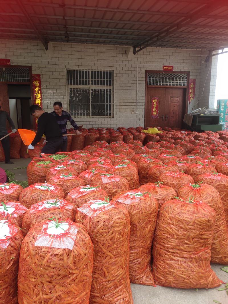 2河南精品豌豆荚，青碗豆中豌6号中豌9号产地直发
