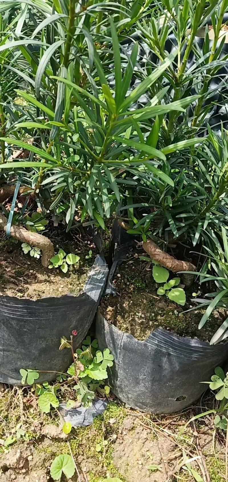 罗汉松弯头小苗