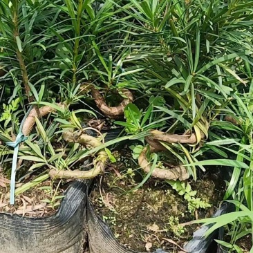 罗汉松弯头小苗