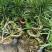罗汉松弯头小苗