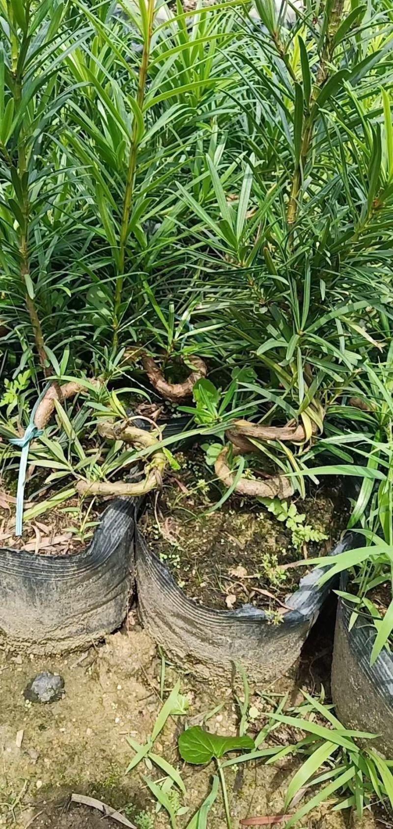 罗汉松弯头小苗