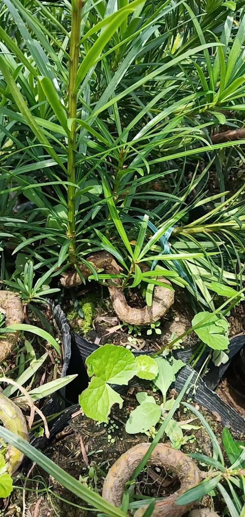罗汉松弯头小苗
