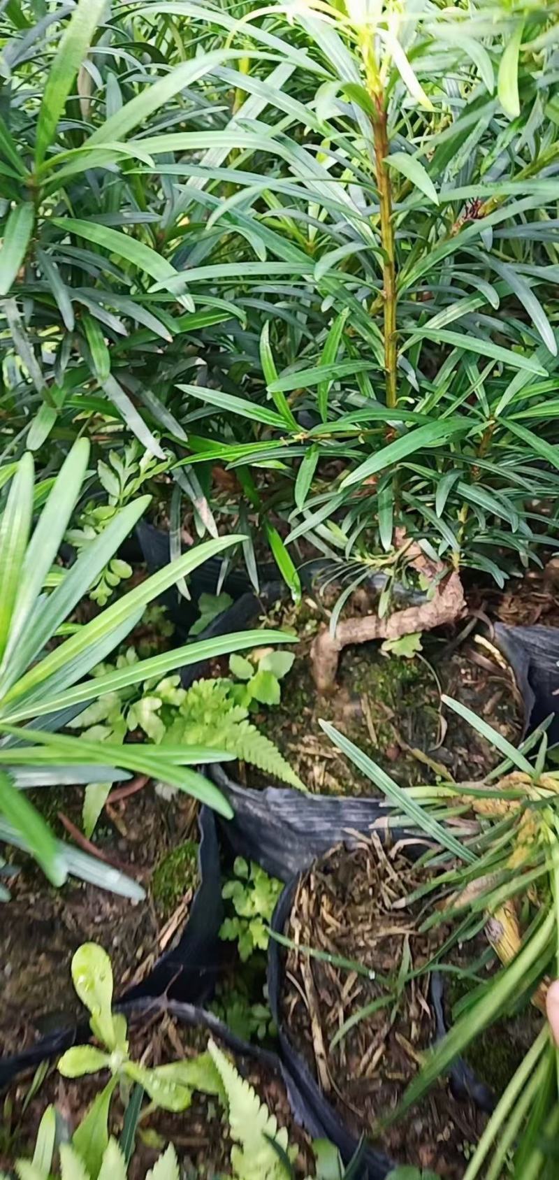 罗汉松弯头小苗
