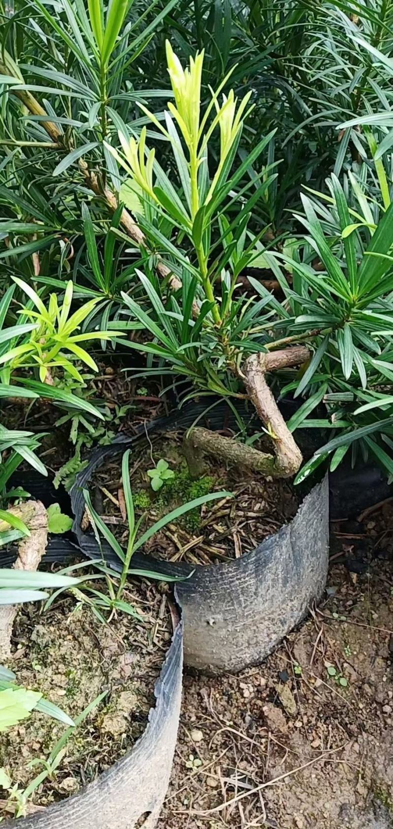 罗汉松弯头小苗