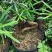 罗汉松弯头小苗