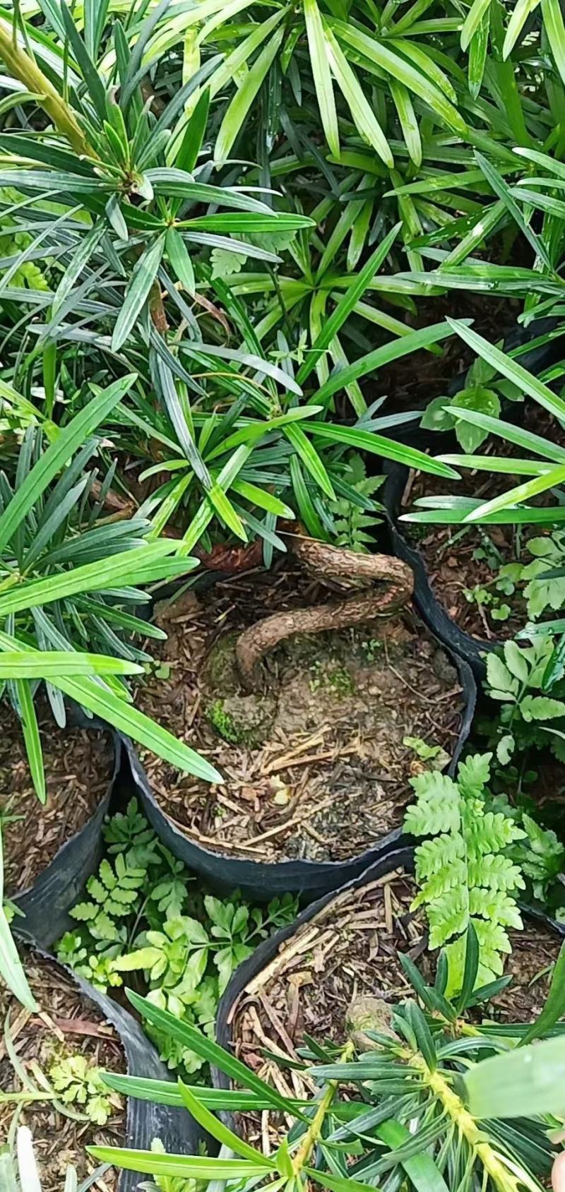 罗汉松弯头小苗