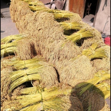 糯米稻草