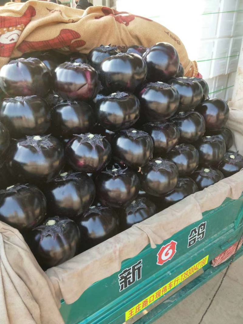 精品紫光圆茄，黑茄子颜色光亮，商超！食堂欢迎来电！
