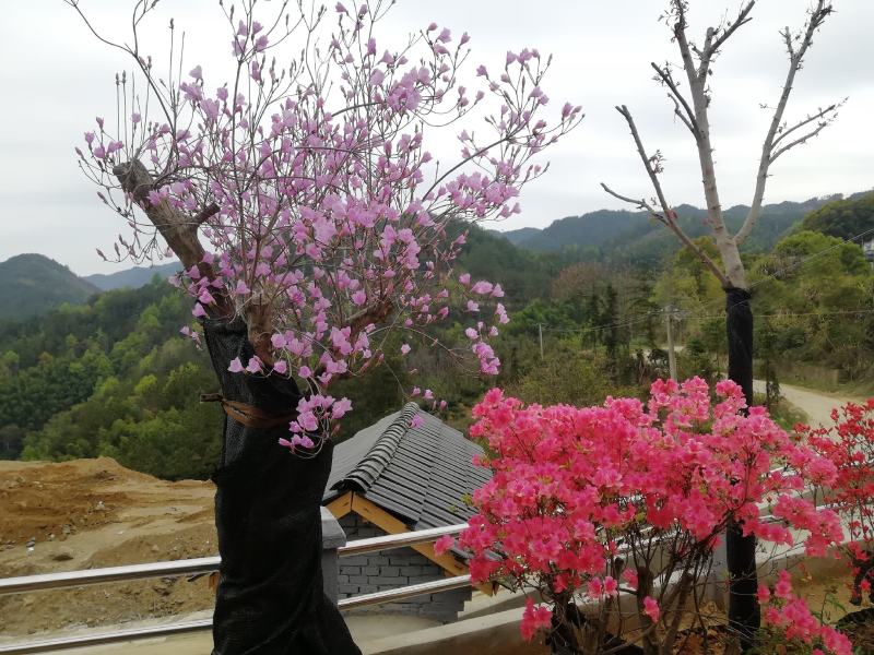 安徽安庆(映山紫)数量200颗直径12公分价格1800元