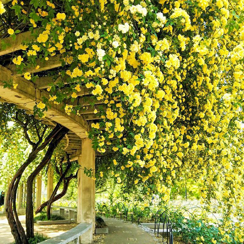 木香花红黄白木香四季常青浓香白木香庭院爬藤植物