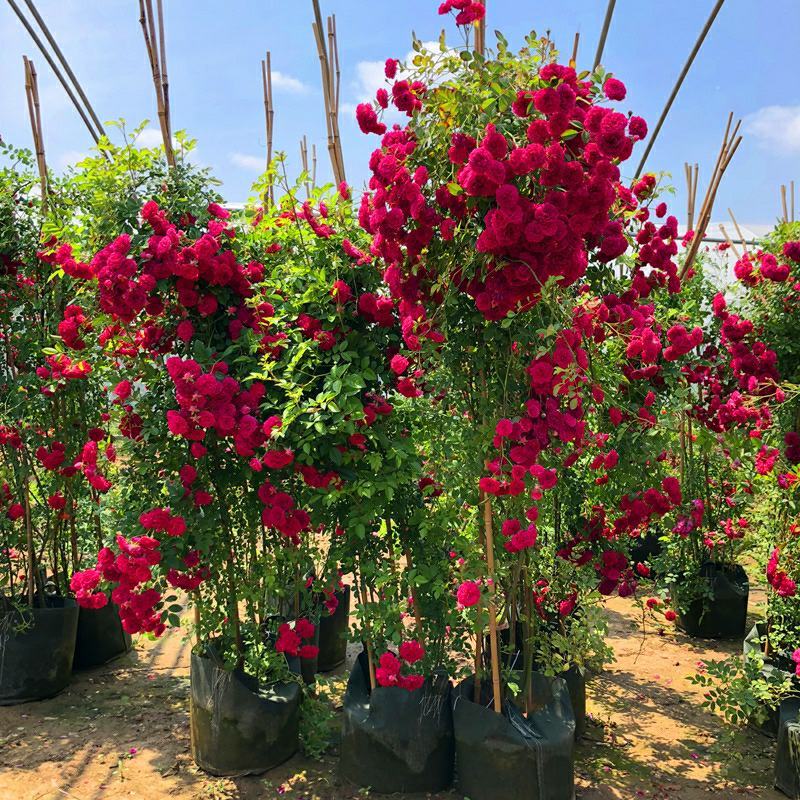 木香花红黄白木香四季常青浓香白木香庭院爬藤植物