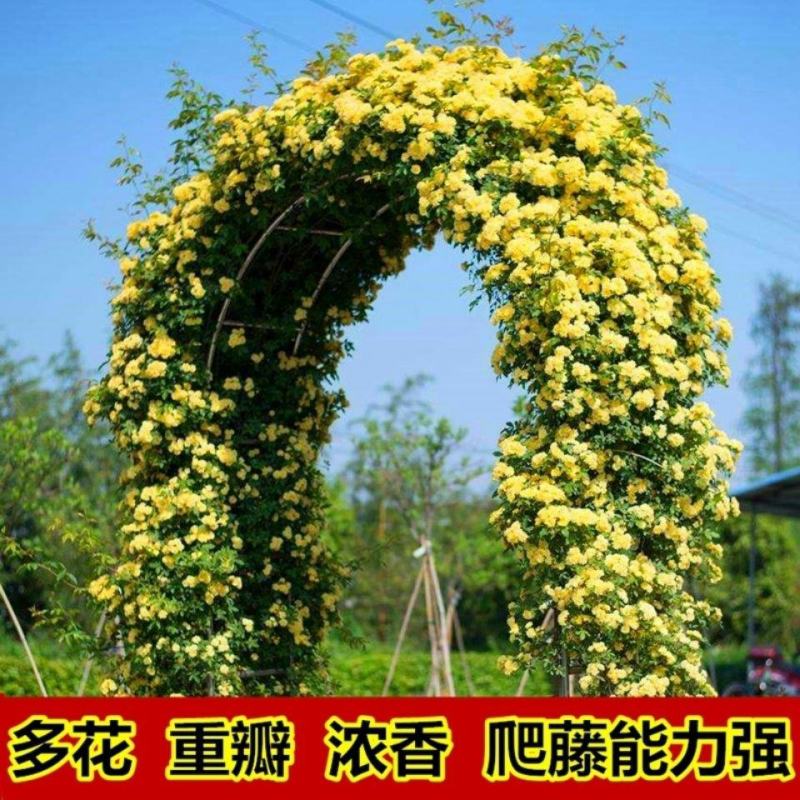 木香花红黄白木香四季常青浓香白木香庭院爬藤植物