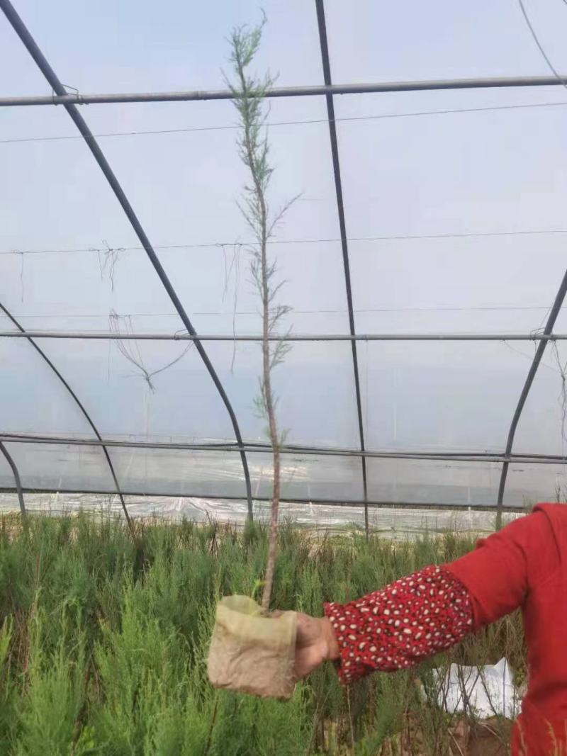 柽柳，圣柳，怪柳，红荆条
