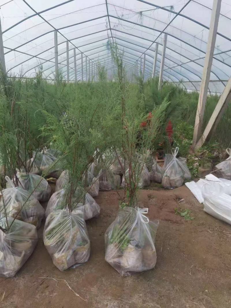 柽柳，圣柳，怪柳，红荆条