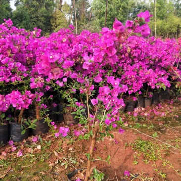 多规格三角梅大量提供，欢迎基地考察造购
