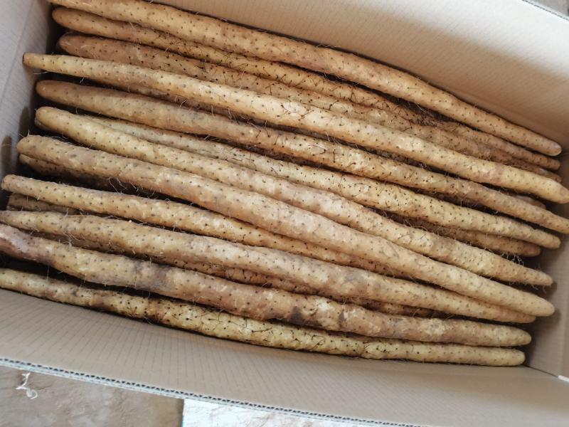 40以上的小白嘴山药箱货，基地直发，量大从优。