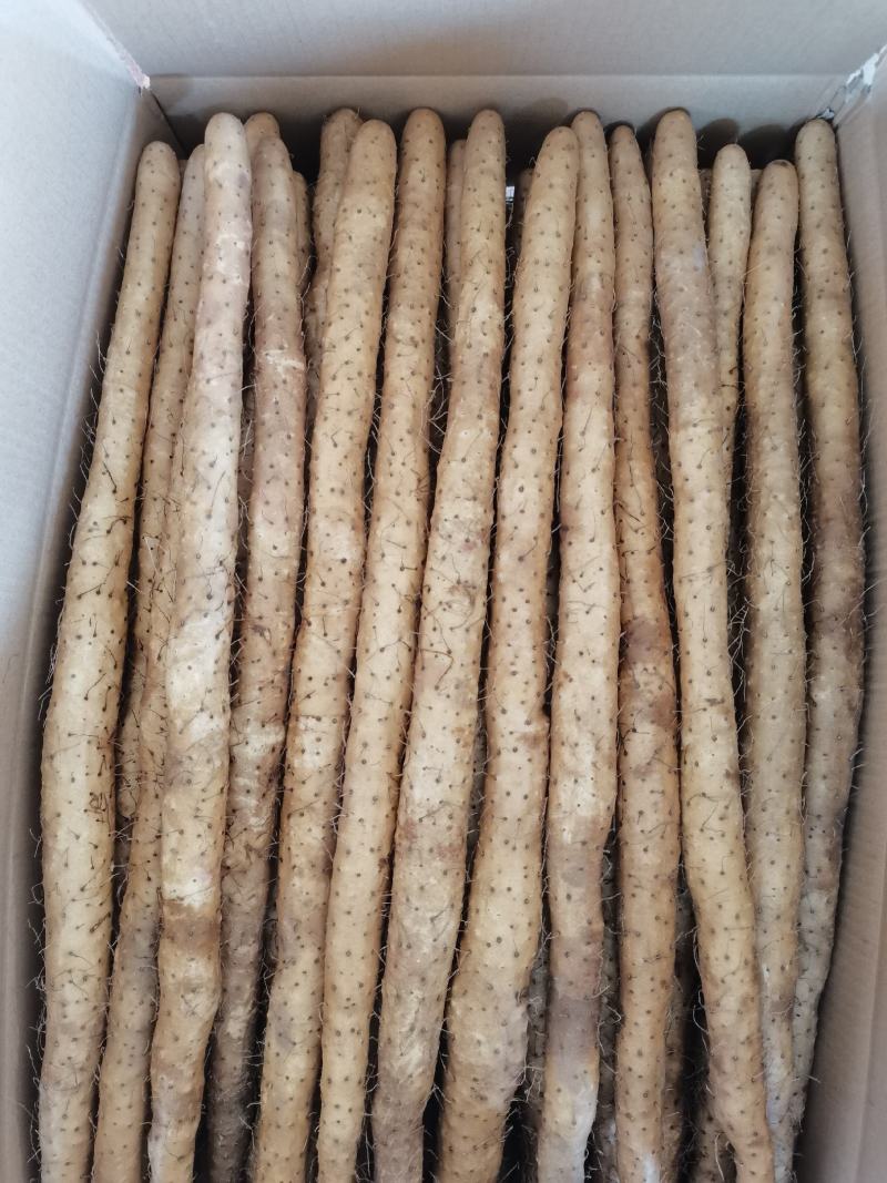 40以上的小白嘴山药箱货，基地直发，量大从优。
