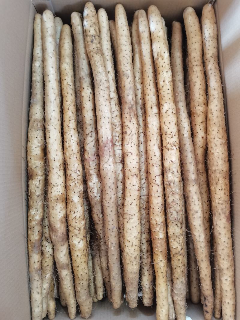 40以上的小白嘴山药箱货，基地直发，量大从优。