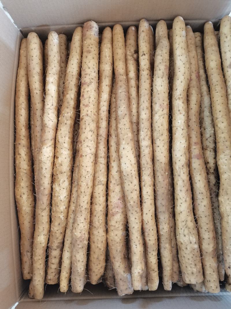 40以上的小白嘴山药箱货，基地直发，量大从优。