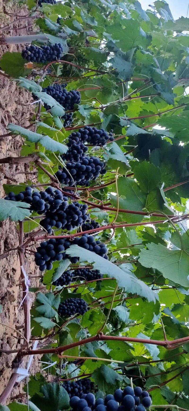 新鲜夏黑葡萄