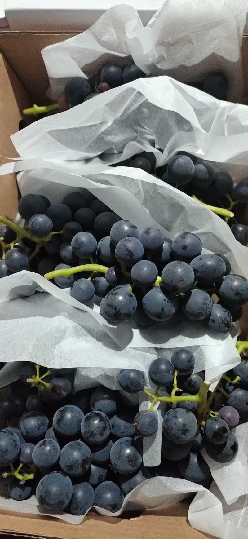 新鲜夏黑葡萄