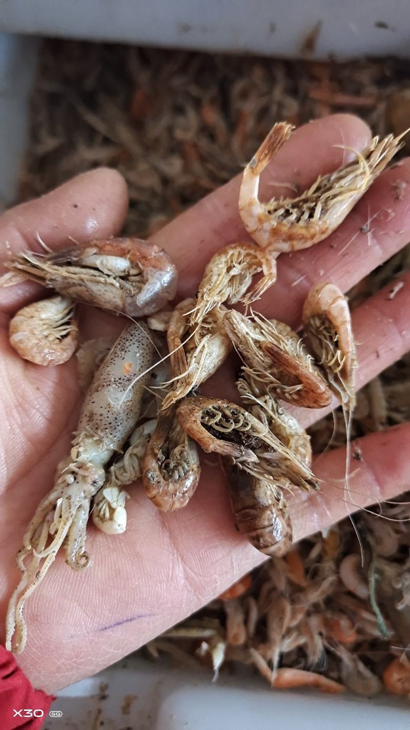 渤海湾籽虾草虾，深海里的味道鲜美油炸麻辣虾食材一手货源
