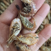 渤海湾籽虾草虾，深海里的味道鲜美油炸麻辣虾食材一手货源