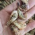 渤海湾籽虾草虾，深海里的味道鲜美油炸麻辣虾食材一手货源