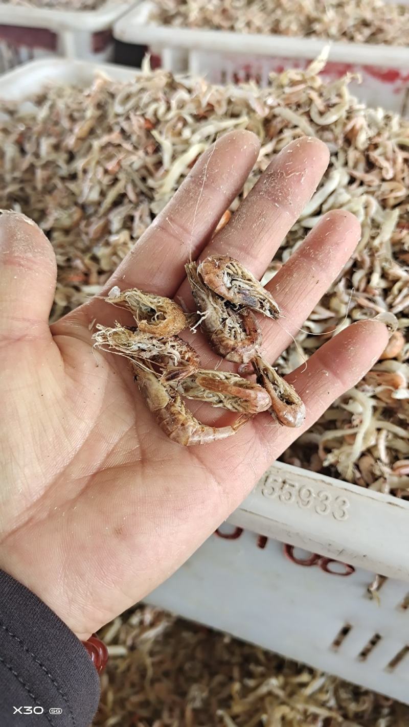 渤海湾籽虾草虾，深海里的味道鲜美油炸麻辣虾食材一手货源