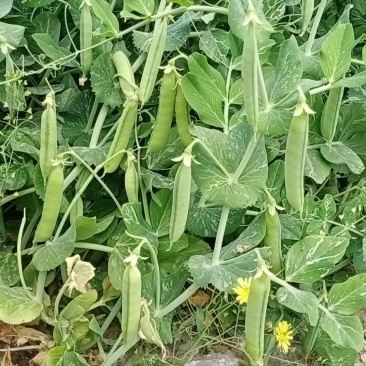 豌豆荚上市