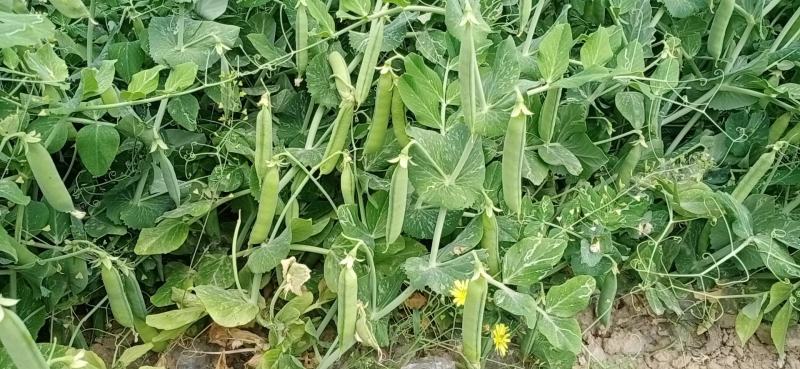 豌豆荚上市