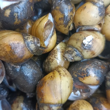 螺蛳食用鲜活，黄螺也有