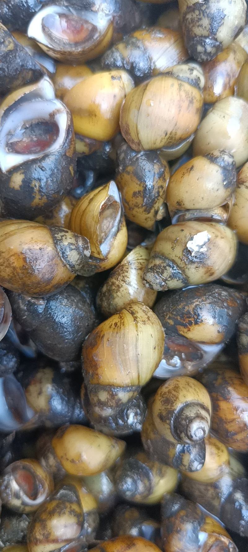 螺蛳食用鲜活，黄螺也有