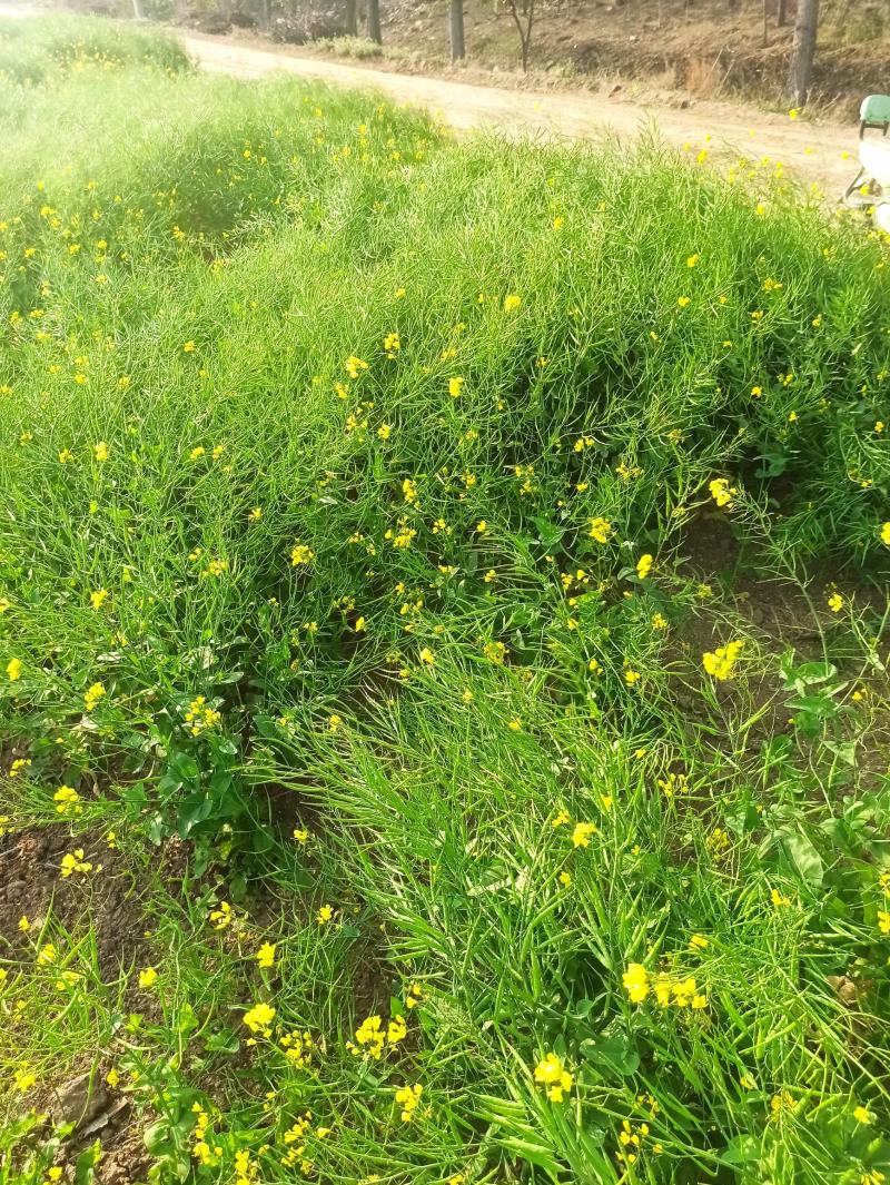 油菜籽，高油黑油菜籽，大面积，整车批发。毛粮，