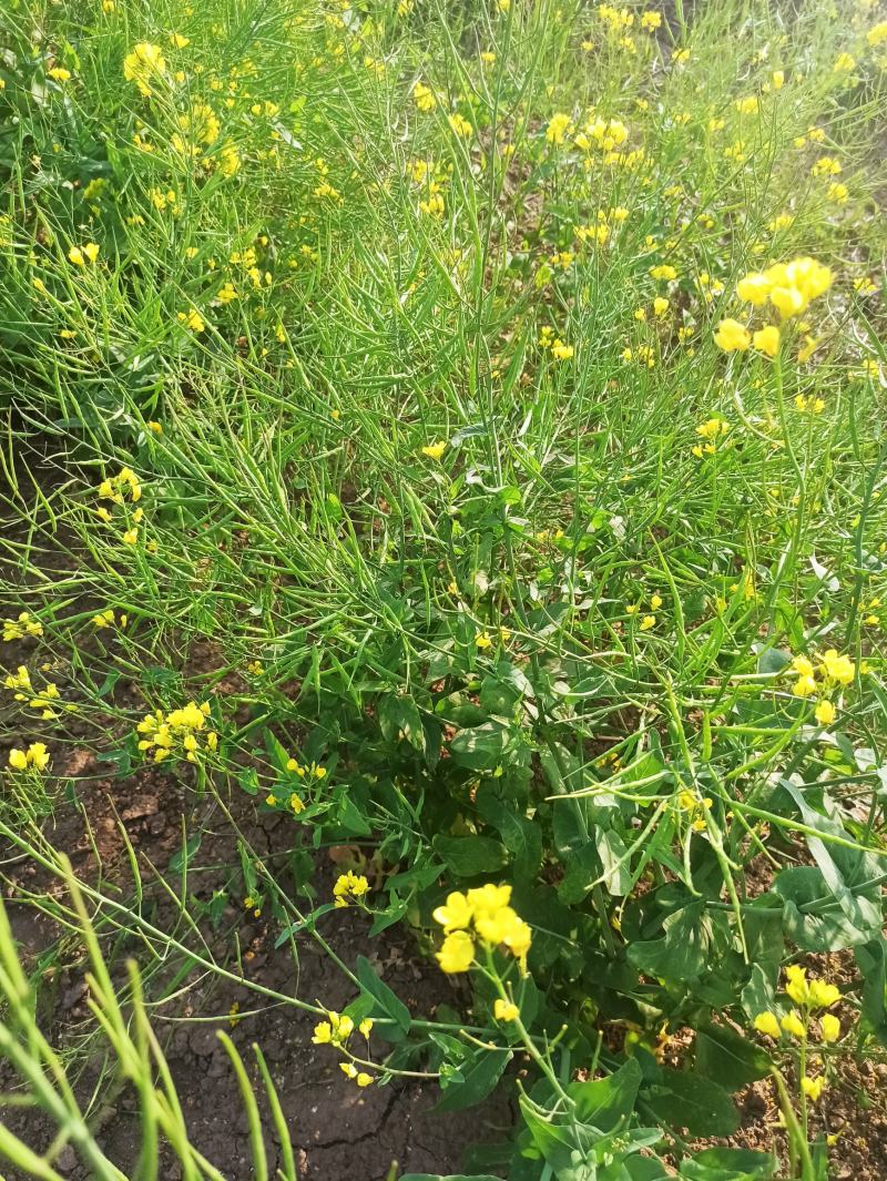 油菜籽，高油黑油菜籽，大面积，整车批发。毛粮，