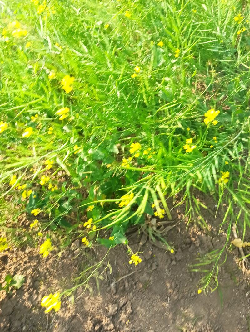 油菜籽，高油黑油菜籽，大面积，整车批发。毛粮，