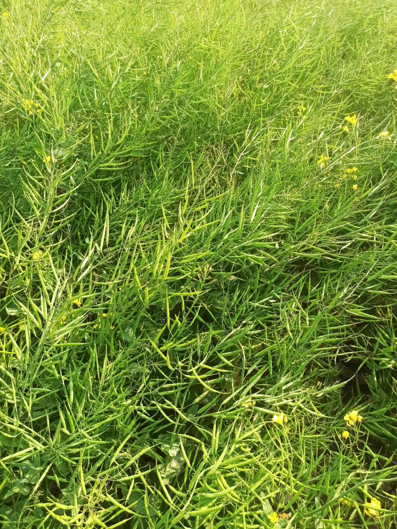 油菜籽，高油黑油菜籽，大面积，整车批发。毛粮，