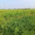 油菜籽，高油黑油菜籽，大面积，整车批发。毛粮，