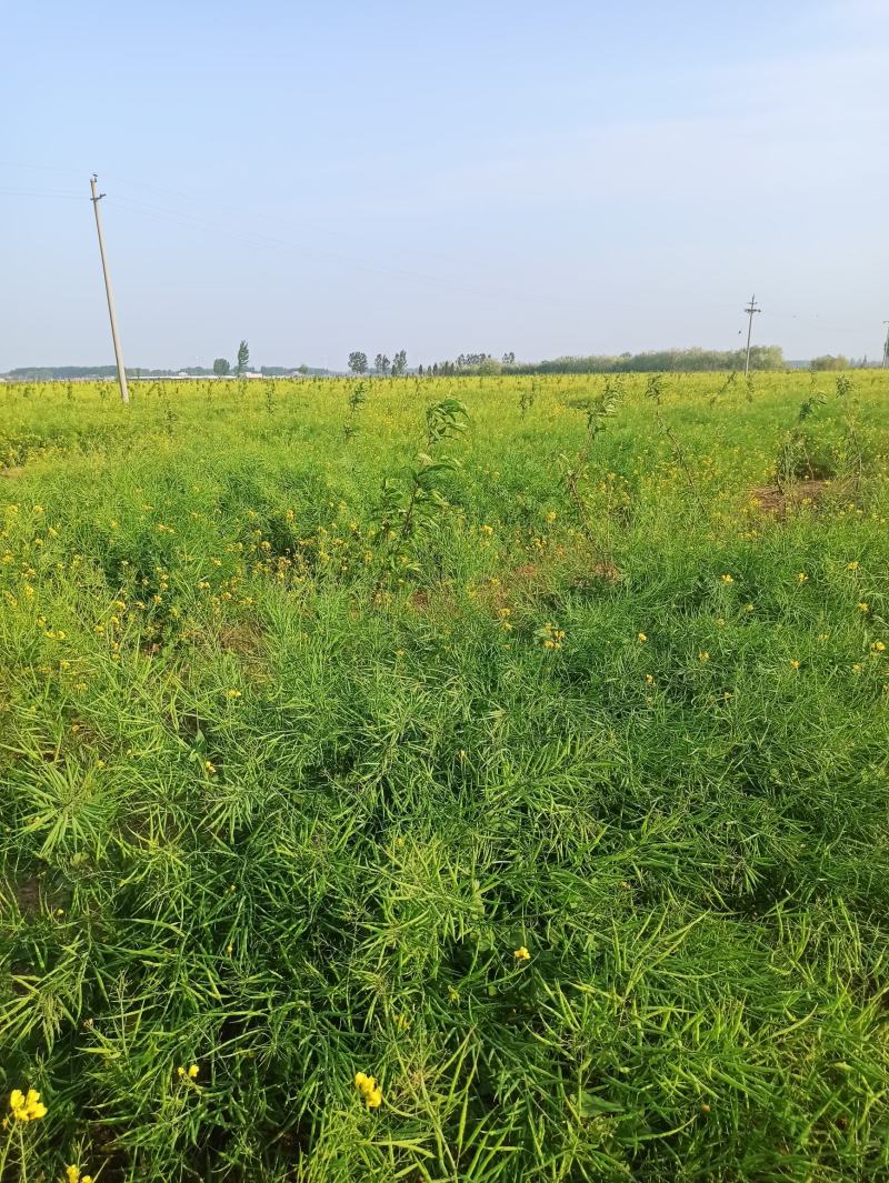 油菜籽，高油黑油菜籽，大面积，整车批发。毛粮，