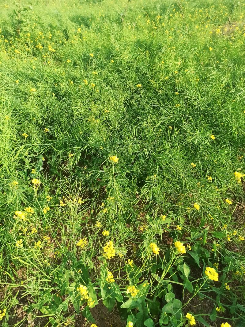 油菜籽，高油黑油菜籽，大面积，整车批发。毛粮，