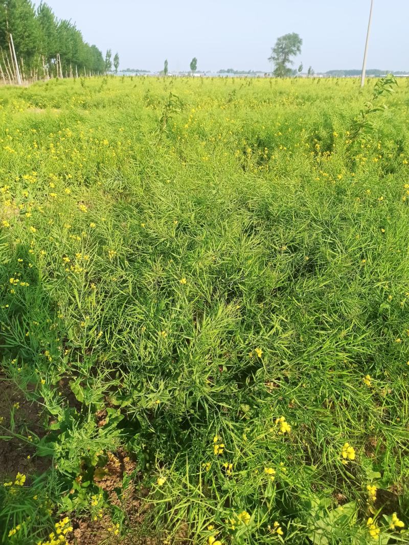 油菜籽，高油黑油菜籽，大面积，整车批发。毛粮，
